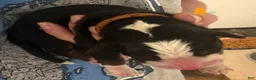 Bernese Mountain Dog dogs for sale: Orange - Ad 15