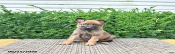 Mixed Breed dogs for sale: Atlas - Ad 4
