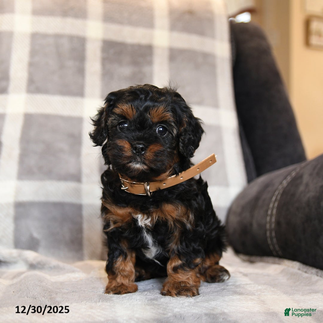 Cavapoo dogs for sale: Raven - Ad 1