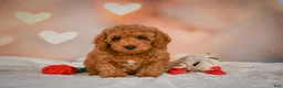 Cavapoo dogs for sale: Clara - Ad 7