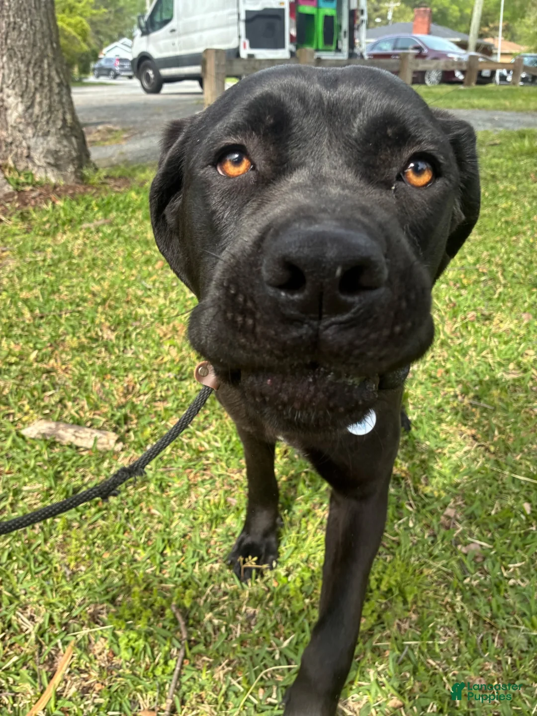 Cane Corso dogs for sale: Delilah - Ad 2