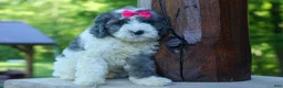 Cavapoo dogs for sale:  Gabby 🩷🐶 - Ad 13