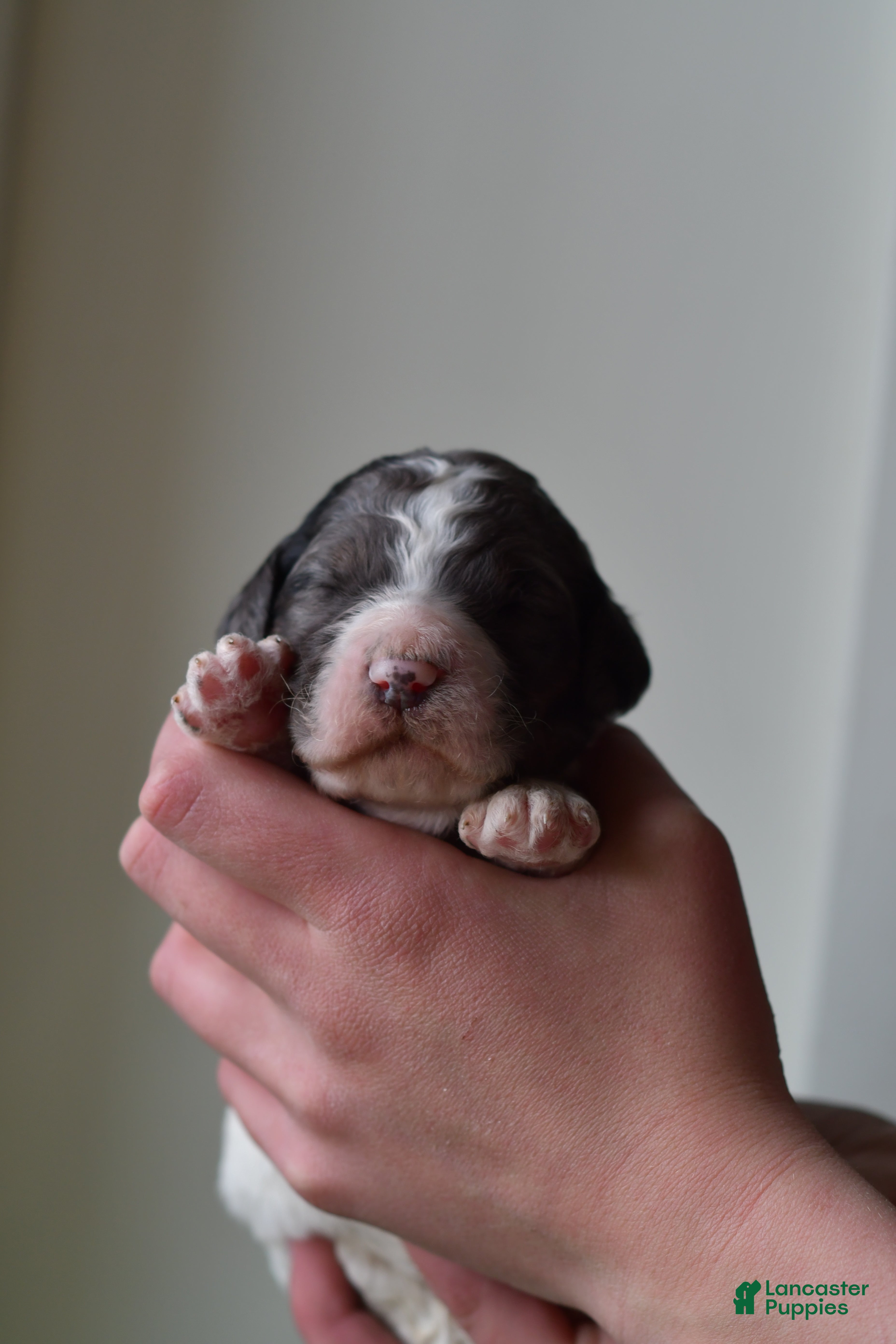 Standard Poodle dogs Standard Poodle Puppy 1 - Ad 1
