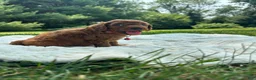 Miniature Poodle dogs for sale: Buster - Ad 7