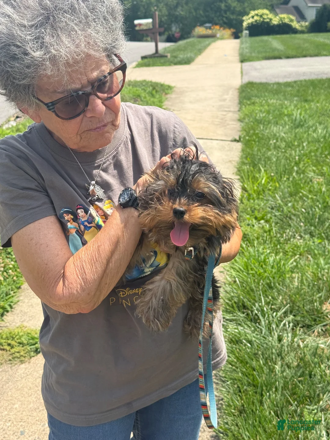 Yorkshire Terrier dogs for sale: TINY COOPER  - Ad 1