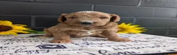 Goldendoodle dogs for sale: Lara  - Ad 2