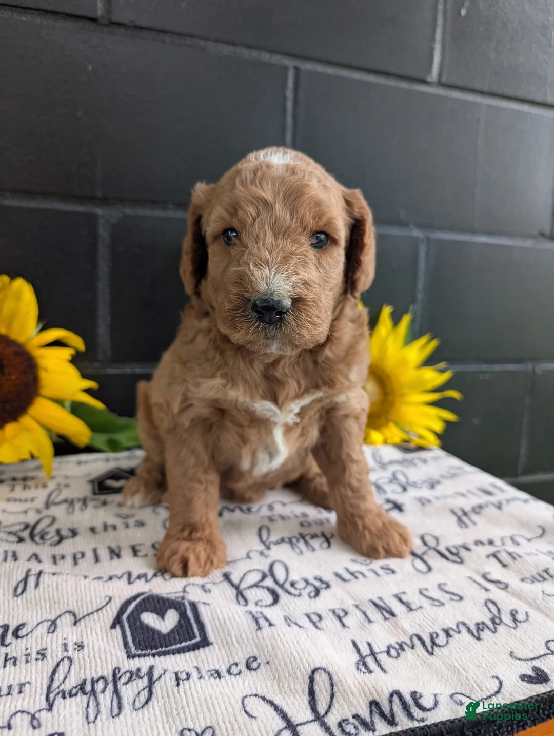 Goldendoodle dogs for sale: Lara  - Ad 2