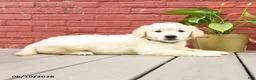 Golden Retriever dogs for sale: Vicki - Ad 3