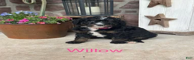 Willow
