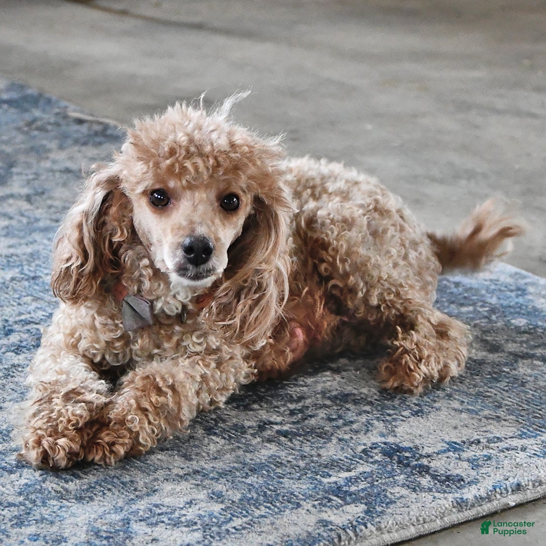 Miniature Poodle dogs for sale: Julian - Ad 4