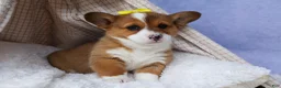 Welsh Corgi Pembroke dogs for sale: 🐾 MEET WILLA ROSE 🐶❤️ - Ad 9
