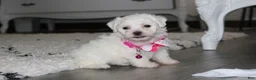 Bichon Frise dogs for sale: 🩷Jasmine🩷  - Ad 3