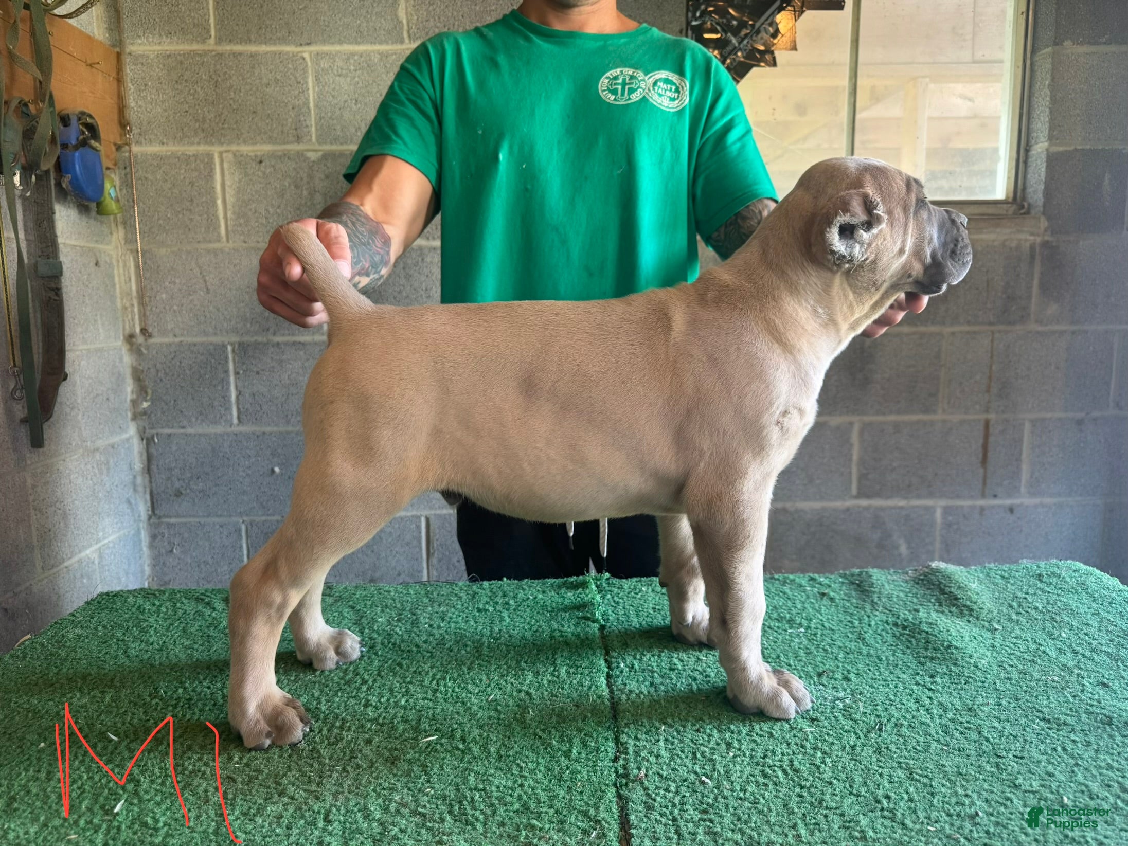 Cane Corso dogs Popeye - Ad 30