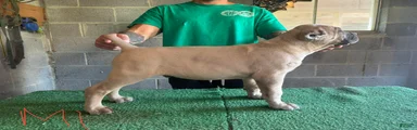 Popeye