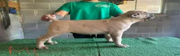 Cane Corso dogs for sale: Popeye - Ad 1