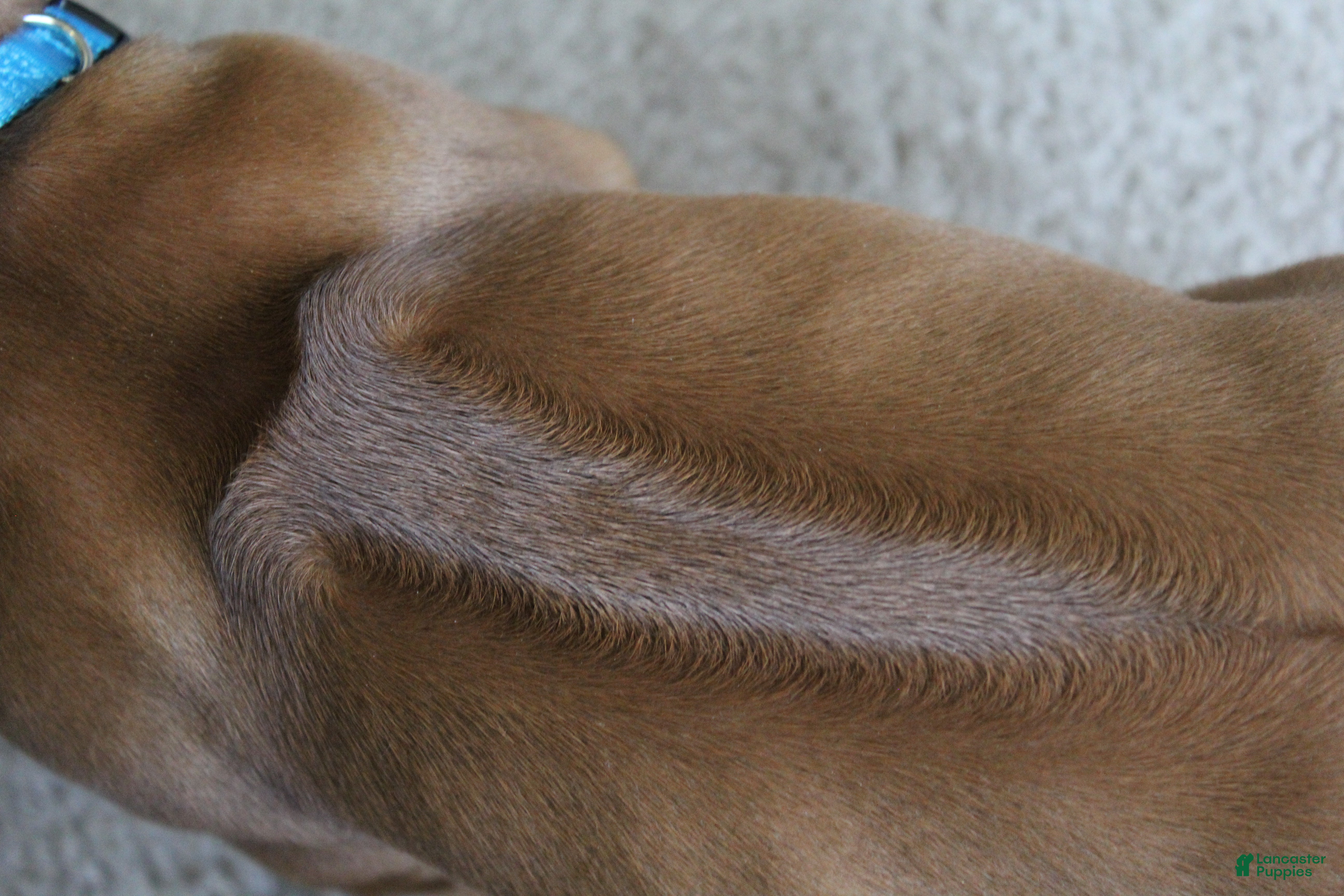 Rhodesian Ridgeback dogs Leo - Ad 2