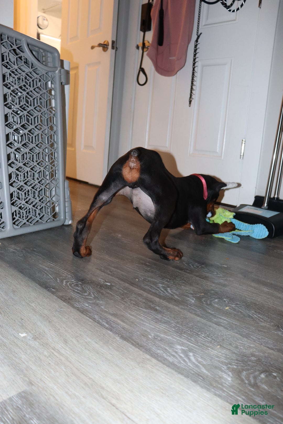 Doberman Pinscher dogs for sale: Colby - Ad 8