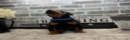 Doberman Pinscher dogs for sale: Black male blue collar  - Ad 4