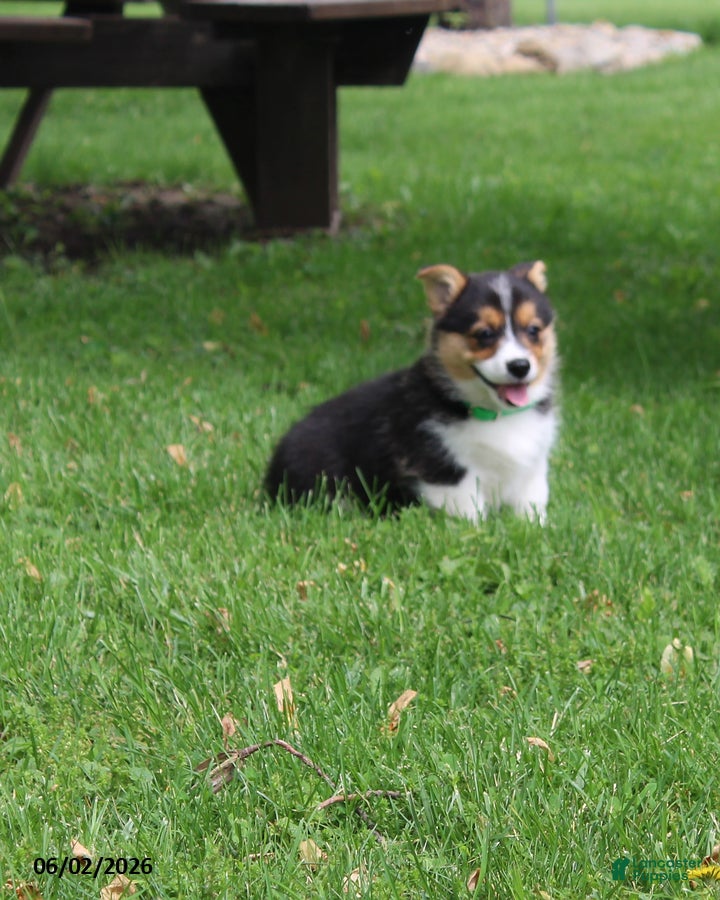 Welsh Corgi Pembroke dogs Daisy - Ad 1
