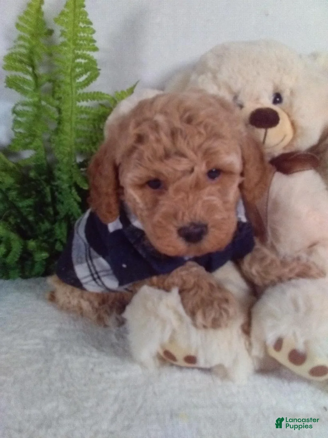 Bichpoo dogs for sale: Jax - Ad 2