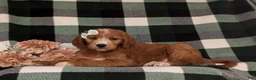 Goldendoodle dogs for sale: Viktoria - Ad 4
