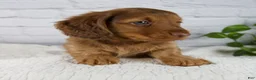 Miniature Dachshund dogs for sale: Felix - Ad 6