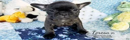 French Bulldog dogs for sale: Teresa - Ad 1