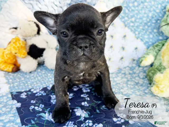 French Bulldog dogs for sale: Teresa - Ad 1
