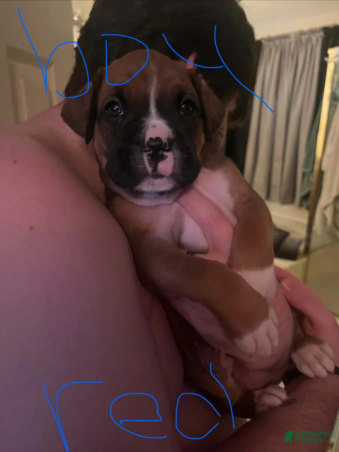 Boxer dogs for sale: Boxer 2 - Ad 2