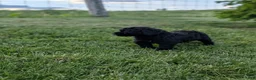 Miniature Poodle dogs for sale: Miniature Poodle Puppy 3 - Ad 5