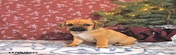 Puggle dogs for sale: Jojo - Ad 1