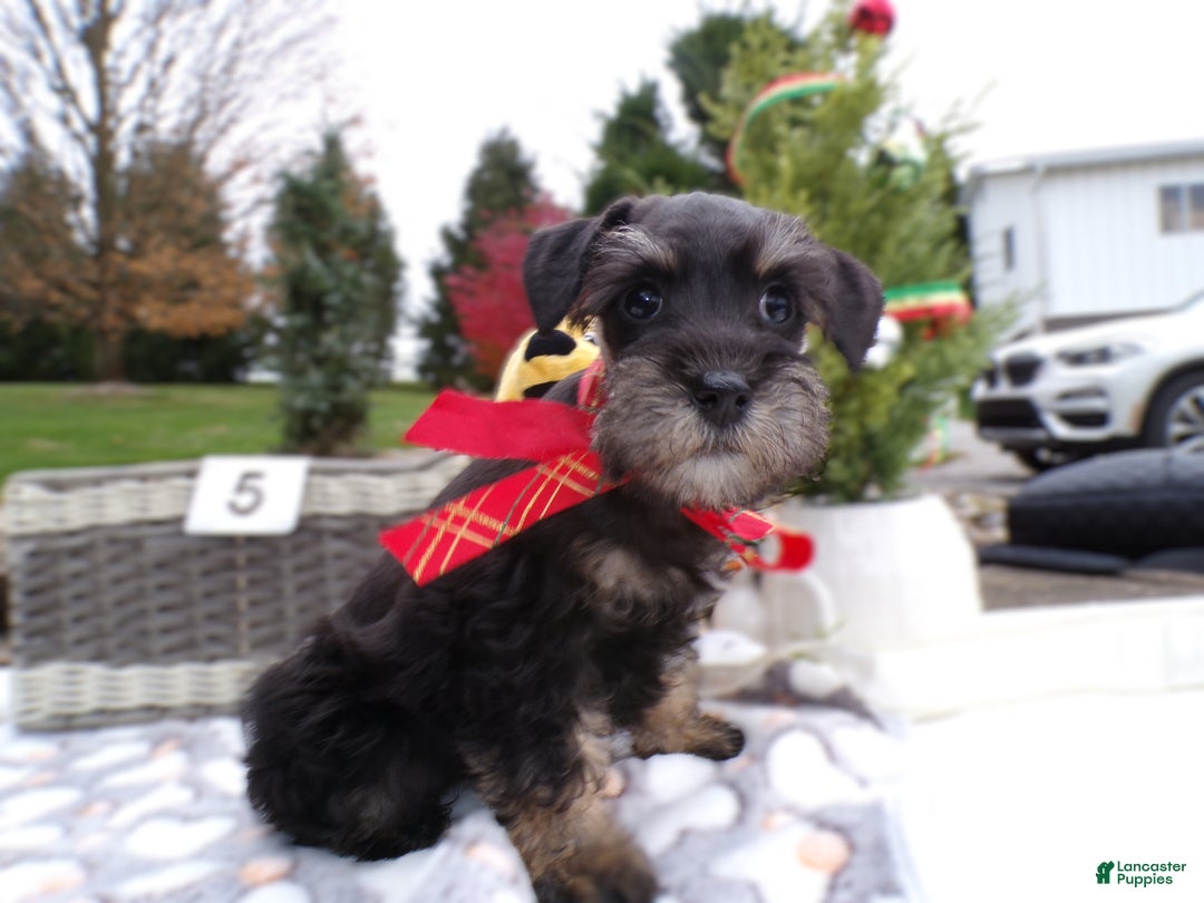 Schnoodle dogs for sale: Schnoodle Puppy 5 Serina - Ad 2