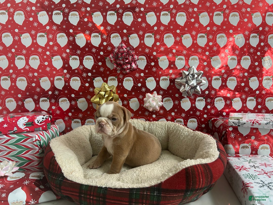 English Bulldog dogs for sale: Poppy - Ad 5