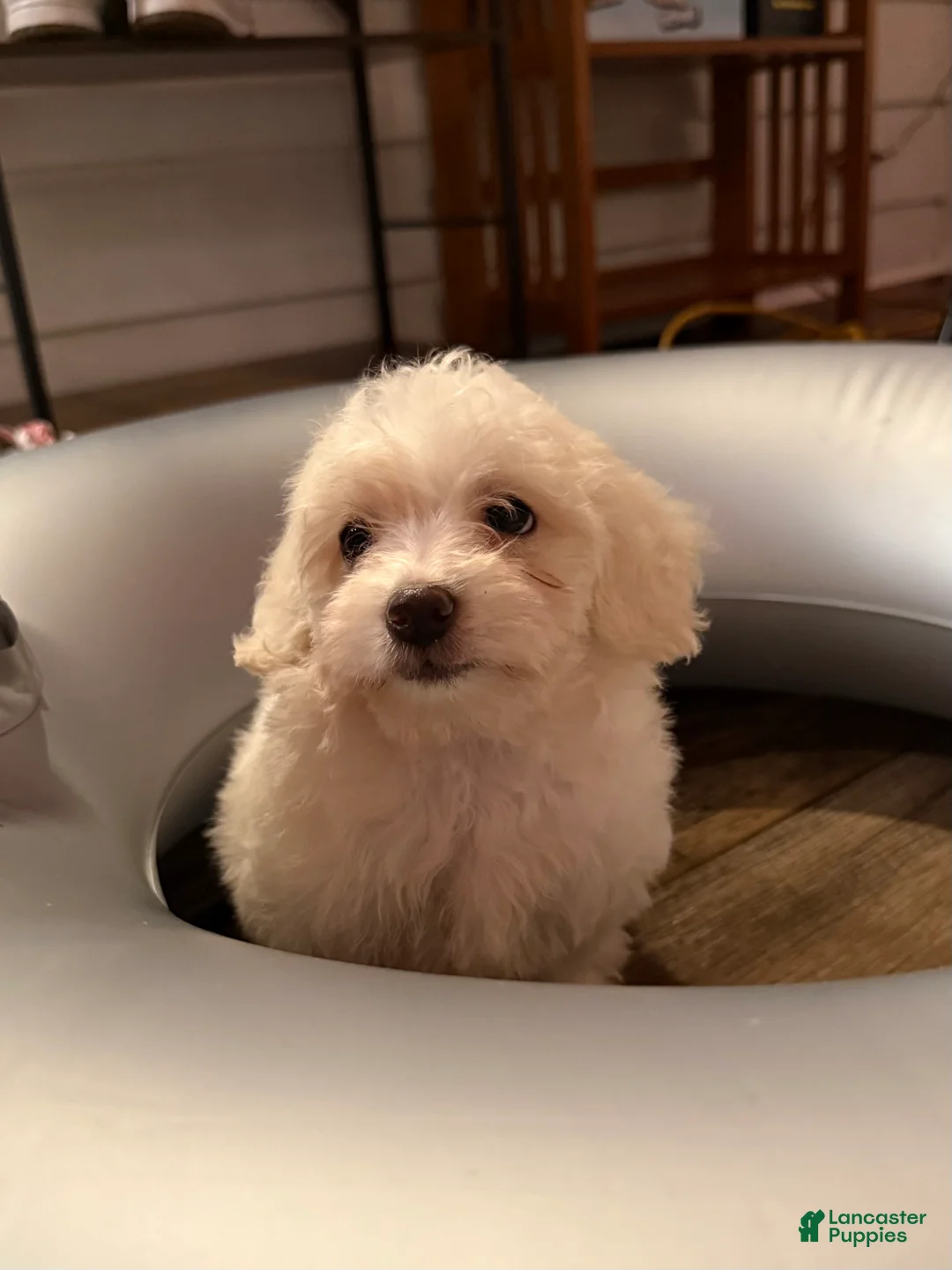 Miniature Poodle dogs for sale: Stella - Ad 7