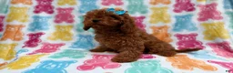 Cavapoo dogs for sale: Dora - Ad 8