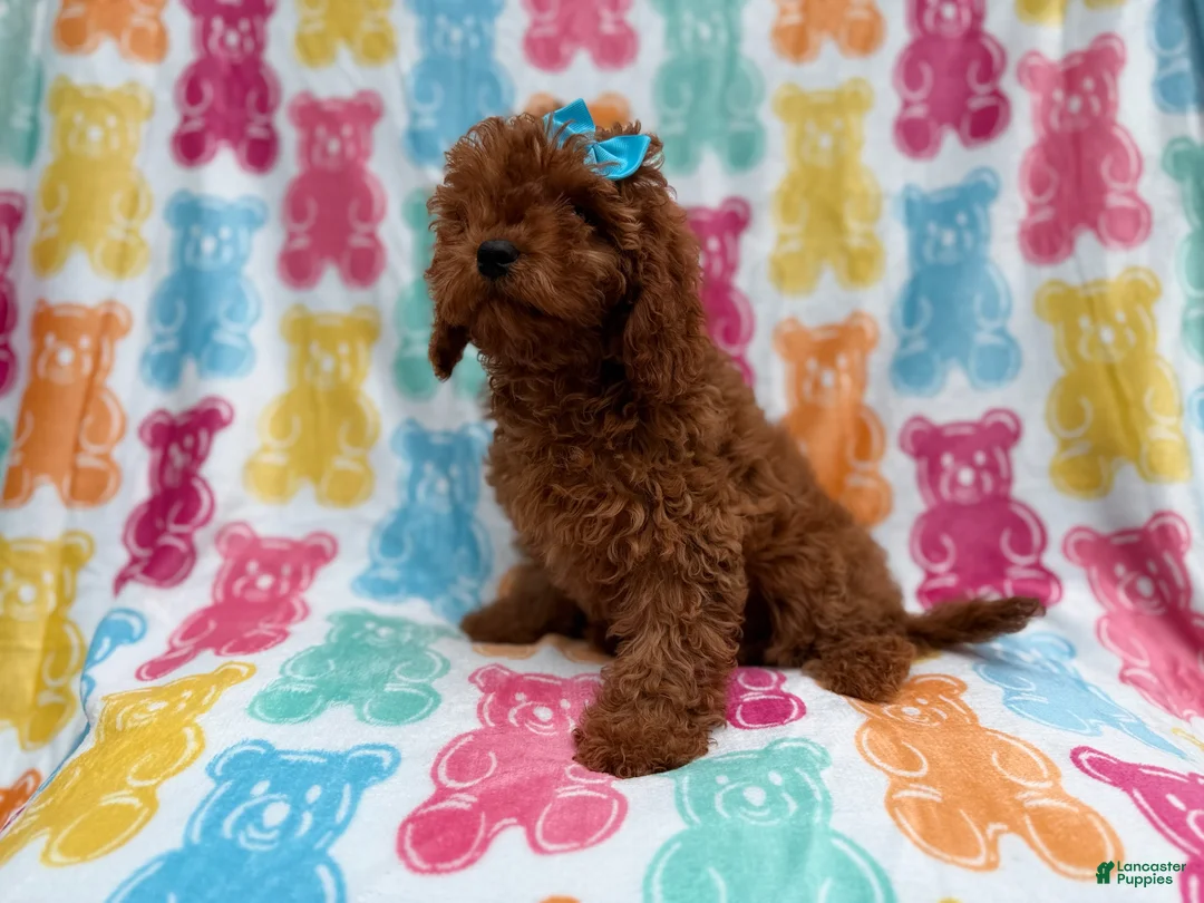 Cavapoo dogs for sale: Dora - Ad 8