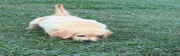 Golden Retriever dogs for sale: Kristoff - Ad 3