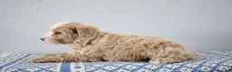 Mini Goldendoodle dogs for sale: Vinnie - Ad 4