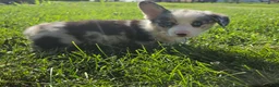 Mixed Breed dogs for sale: Buster - Ad 3