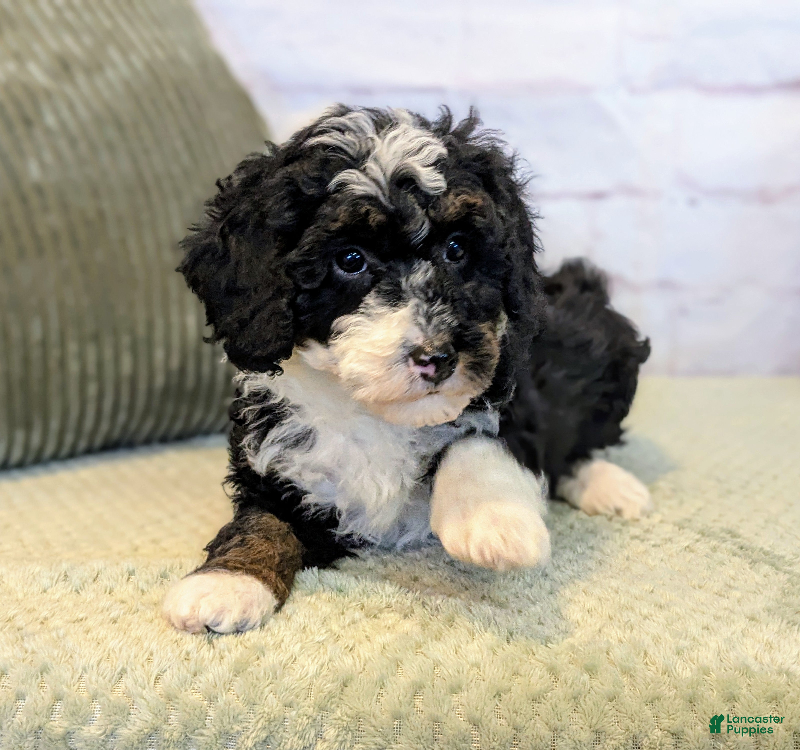 Mini Bernedoodle dogs Patrick - Ad 19