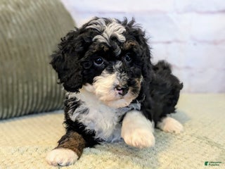 Mini Bernedoodle dogs Patrick - Ad 31