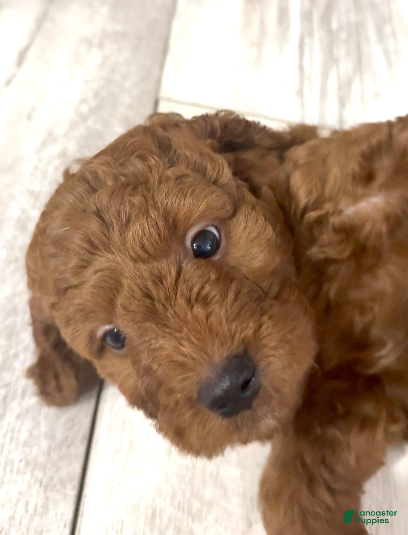 Goldendoodle dogs Goldendoodle 3 Milo - Ad 30