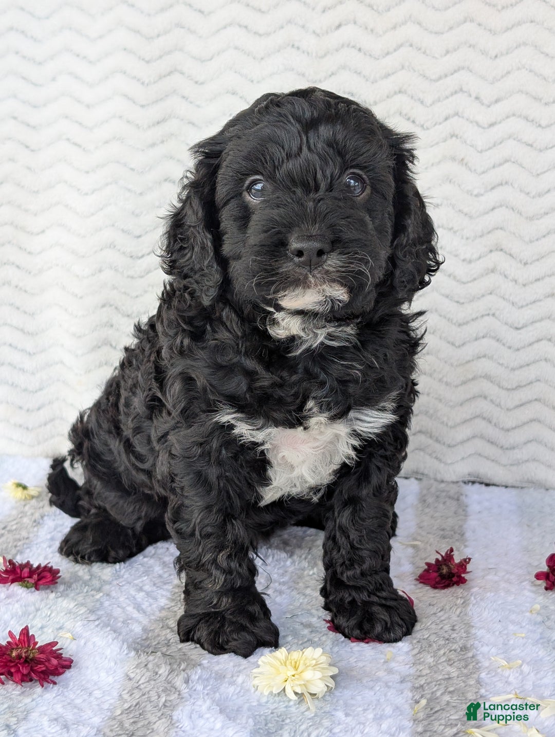 Cavapoo dogs for sale: Bodie - Ad 2