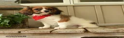 Cavachon dogs for sale: Wanda - Ad 3