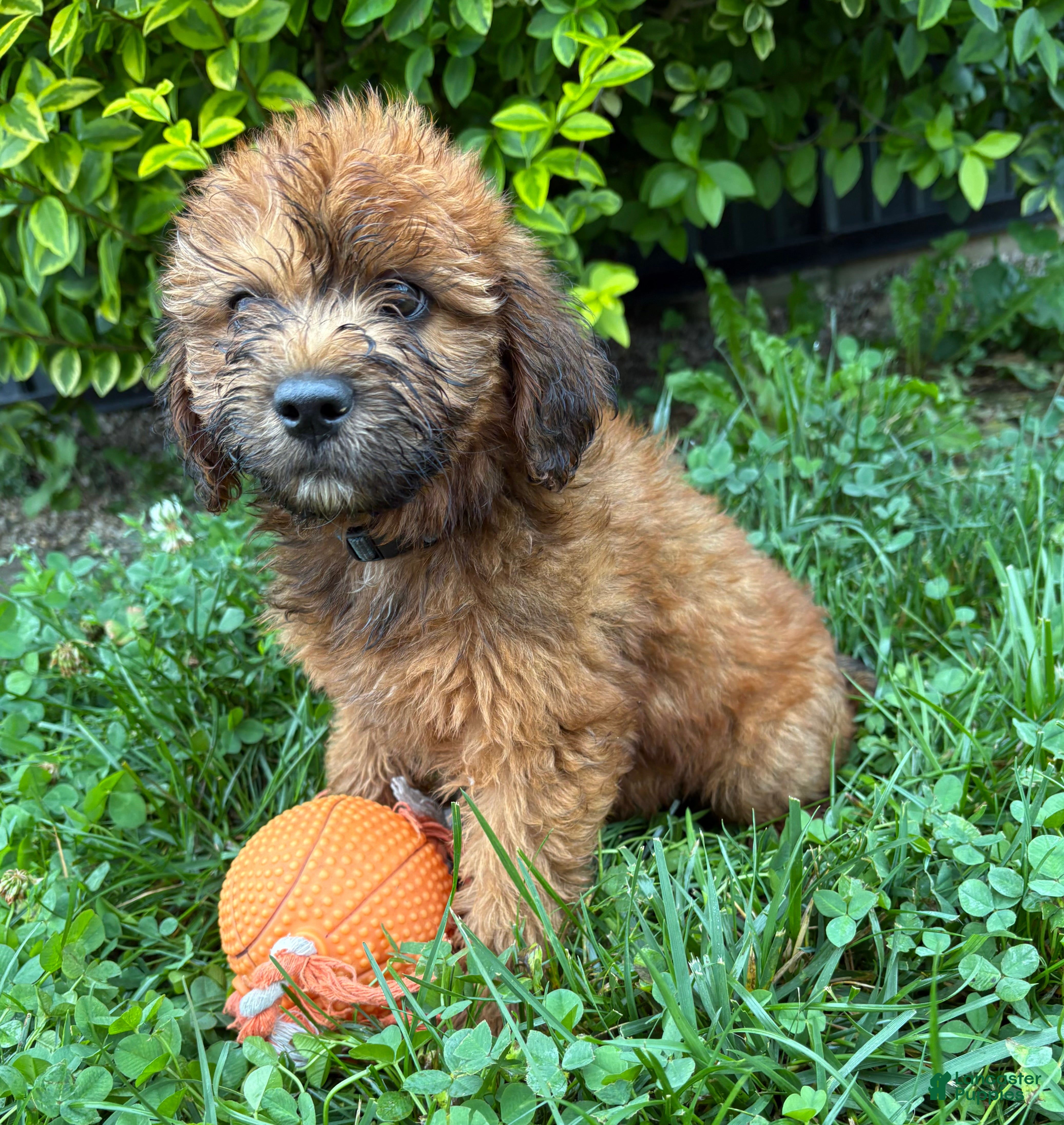 Whoodle dogs Montana - Ad 1