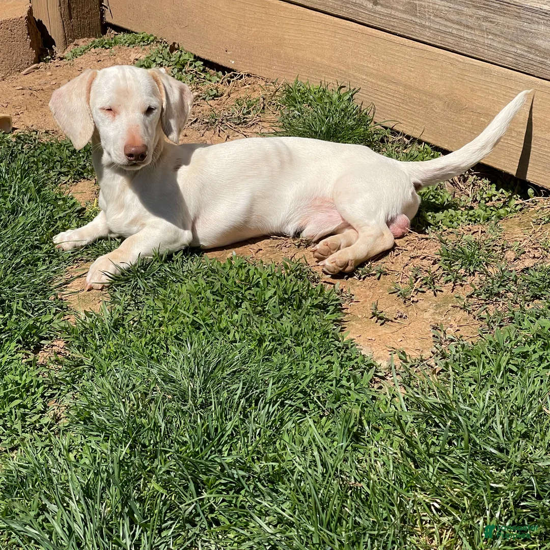 Dachshund dogs for sale: Ralph - Ad 2