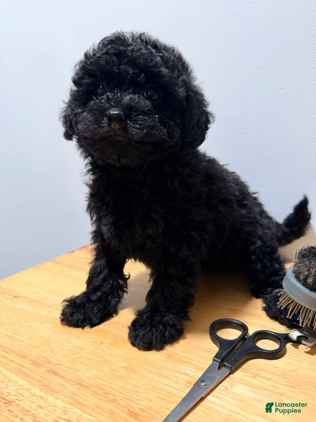 Toy Poodle dogs for sale: Toy Poodle 4 - Ad 3
