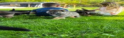 German Shepherd dogs for sale: Shadow - Ad 52