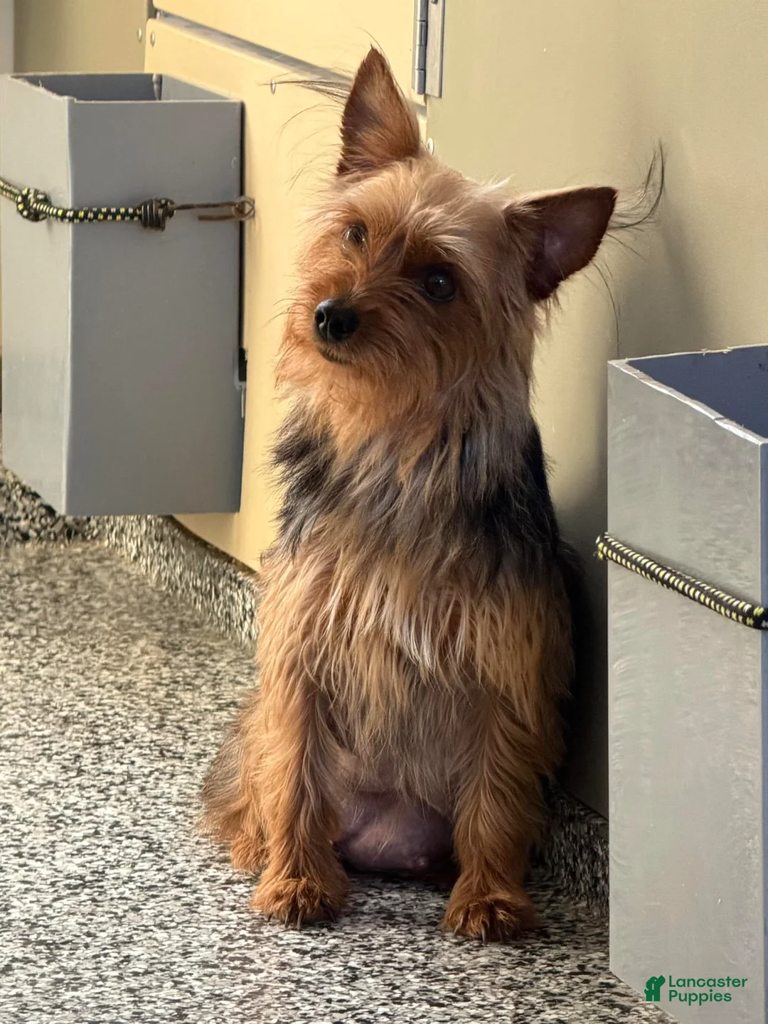 Morkie dogs for sale: Dandelion - Ad 4