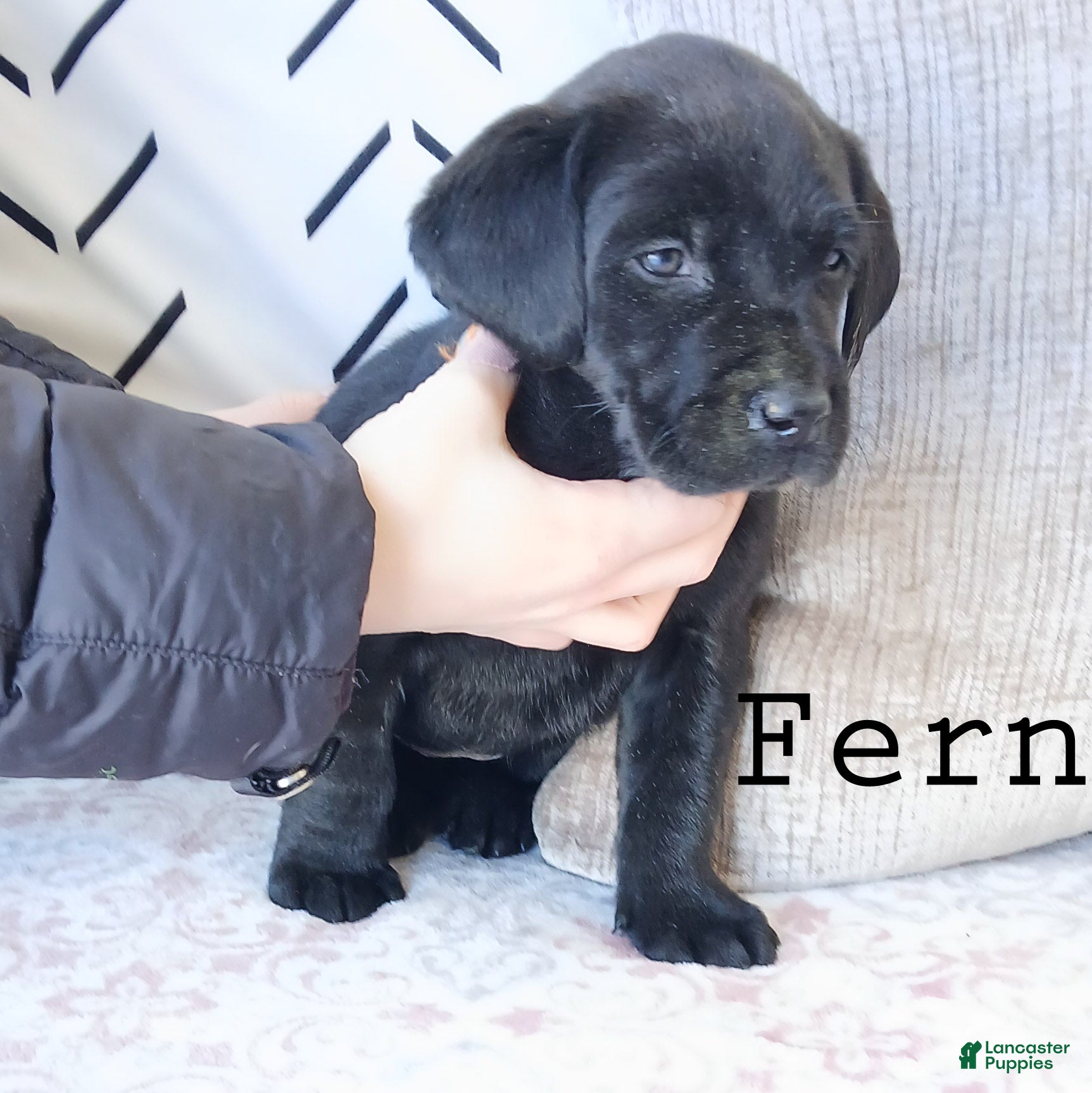Labrador Retriever dogs FERN - Ad 2